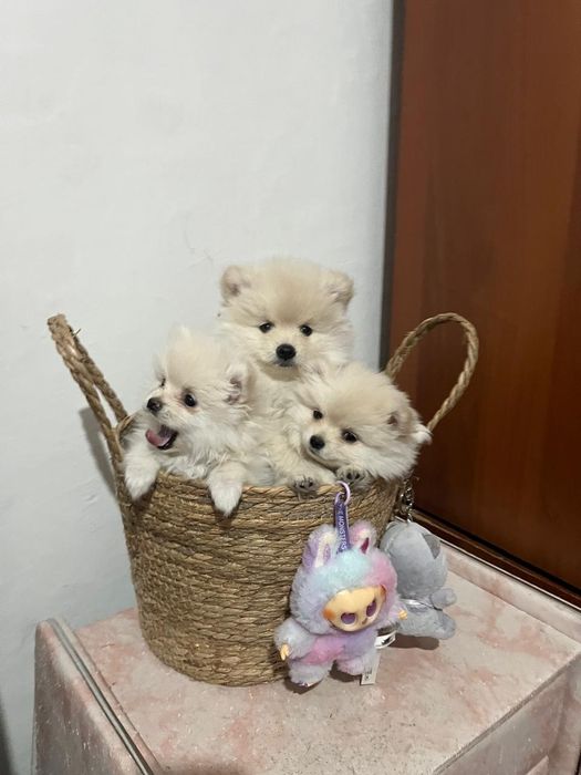 Щенки немецкого щпица