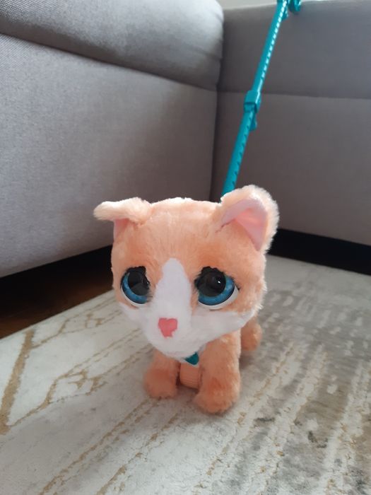 Pisica companie cu roti si lesa