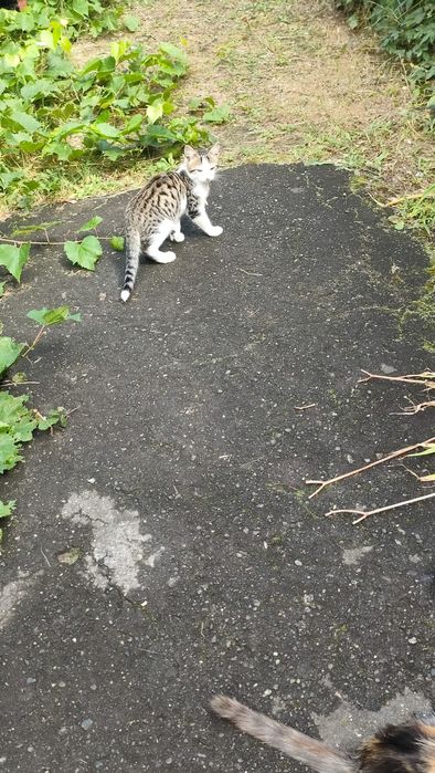 Котята в добрые руки!