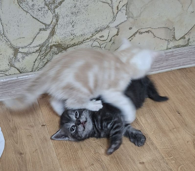 Котята британские