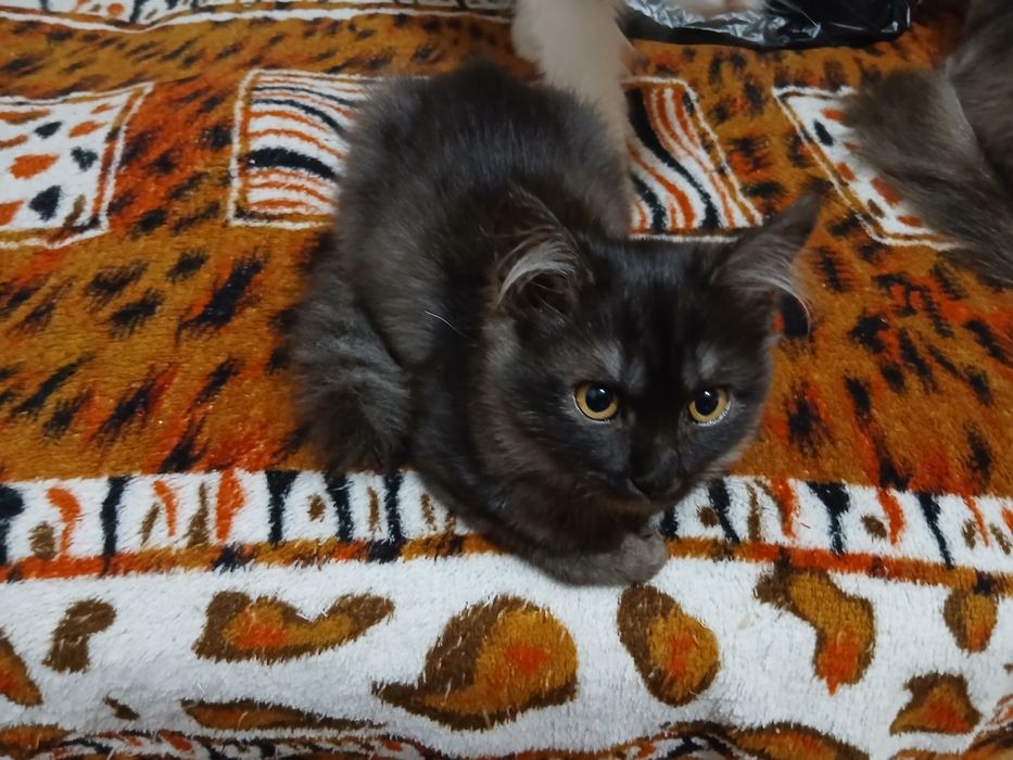 Отдам котят ,девочки
