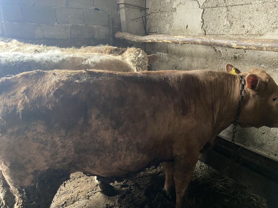 Бычки аулекольской проды