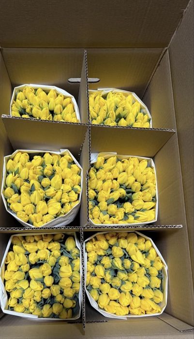 Тюльпаны 700-800 тнг