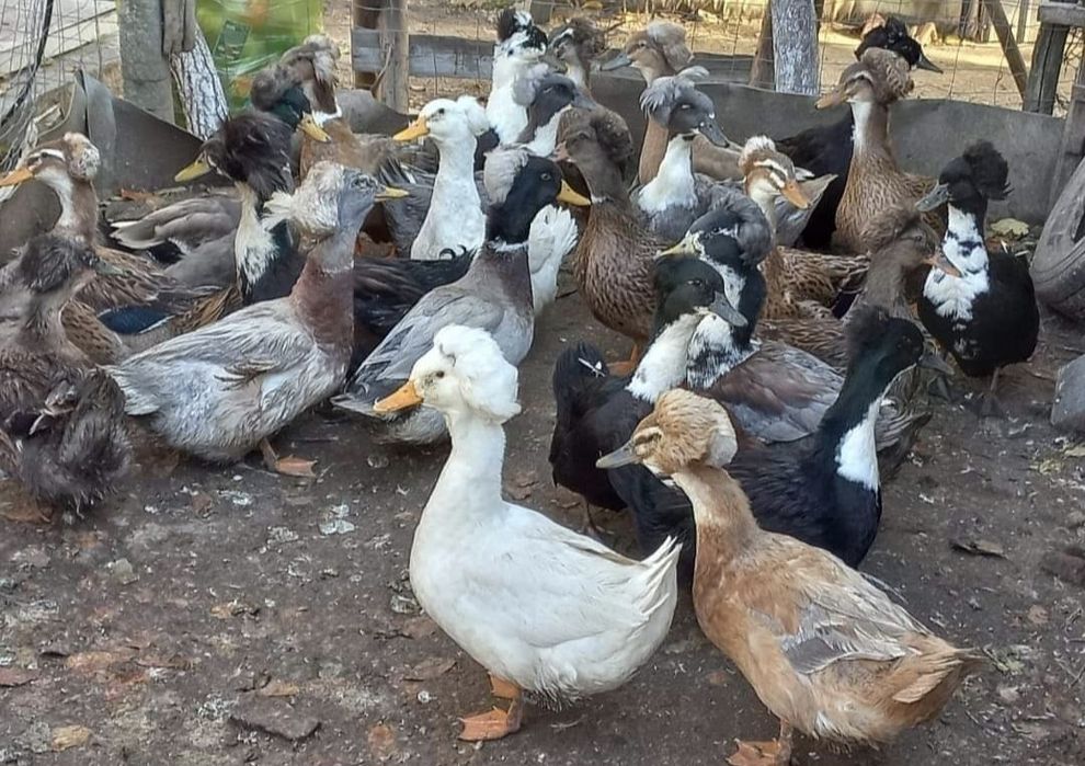 Ouă de rață românească cu moț