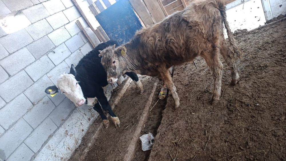 Бузаулар сатылады