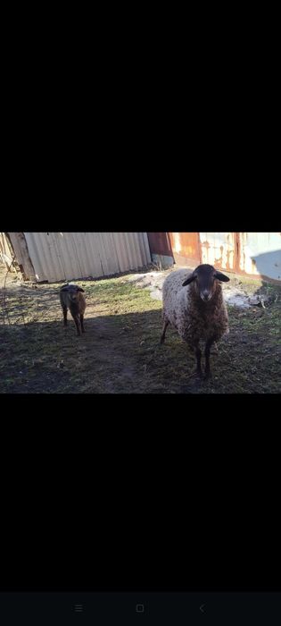 Егненок и баращка