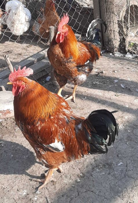 Vand cocoși rasa mixta 1 an