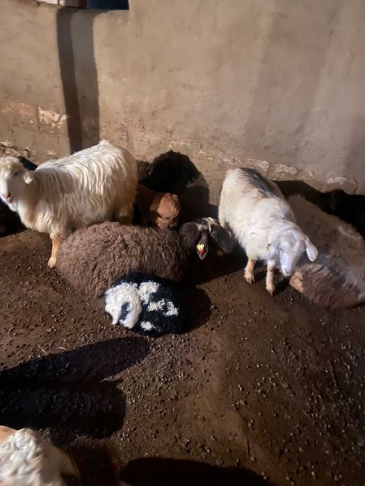 Қозылы қойлар. Лақты ешкілер, сатылады.