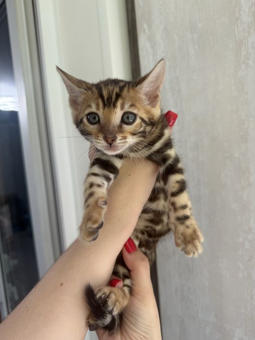 Бенгальские котята с документами