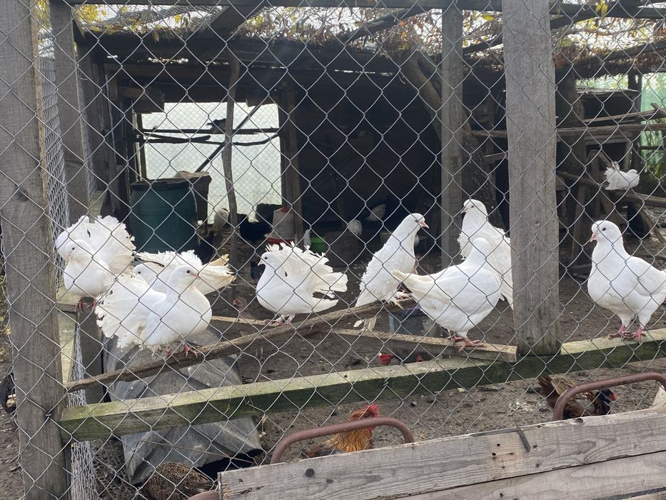 vând porumbei rotați si king