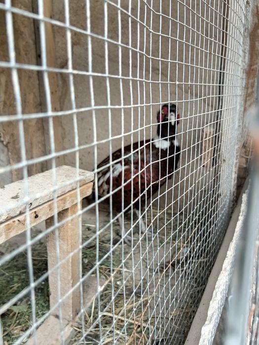 Қырғауыл сатылады 1 шт