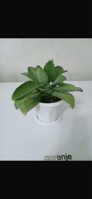 Продам цветы комнатные