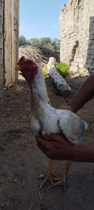 Dakan xoʻroz yosh