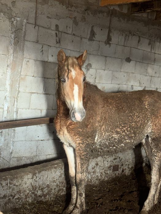 Согым ет тай жылкы