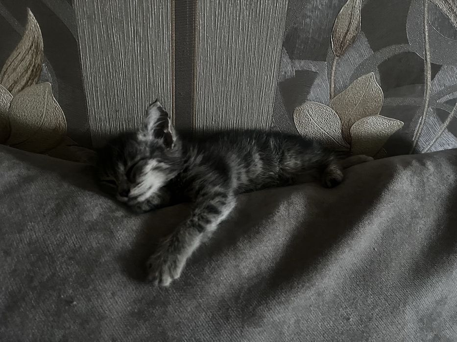 Маленький котенок серый