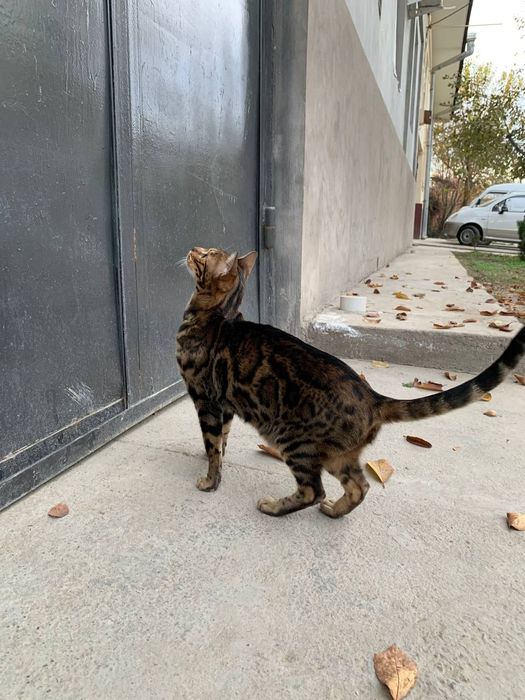 Shishgan nipellarning erotik fotosuratlari