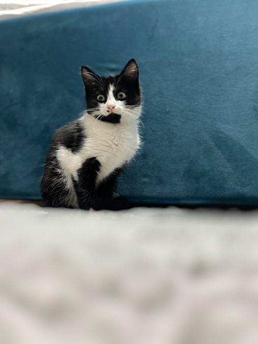 Котенок мальчик 3 месяца