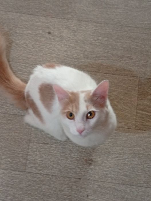 Кота отдам хороший руки