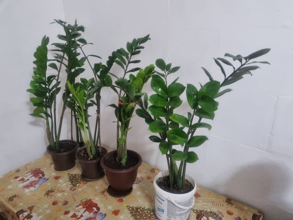 Цветы комнатные.