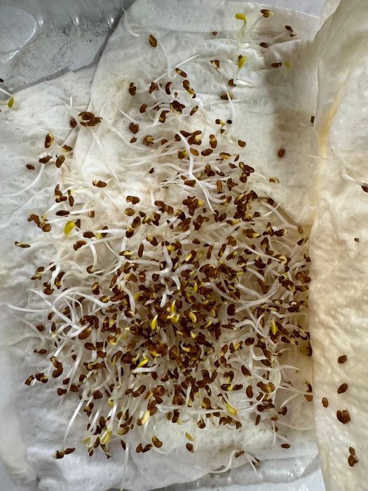 Семена Люцерна Жоңышқа Беде Клевер GEA