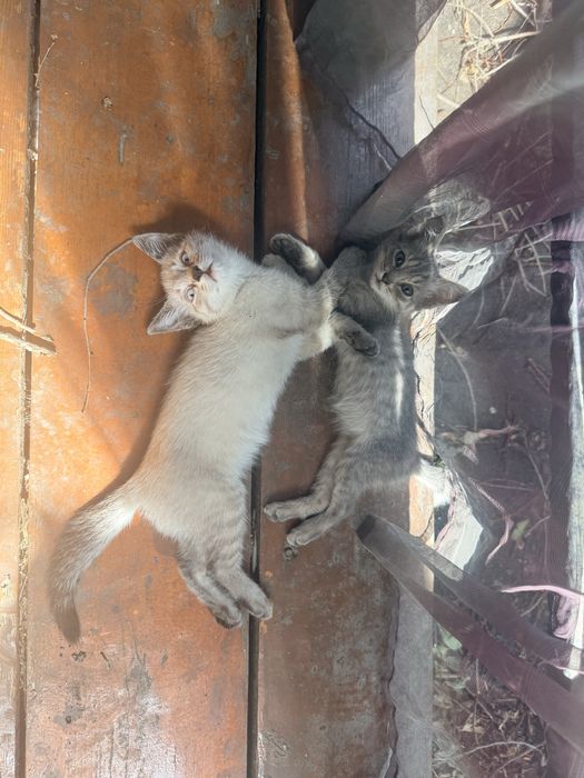 Отдам Котят Алматы 1