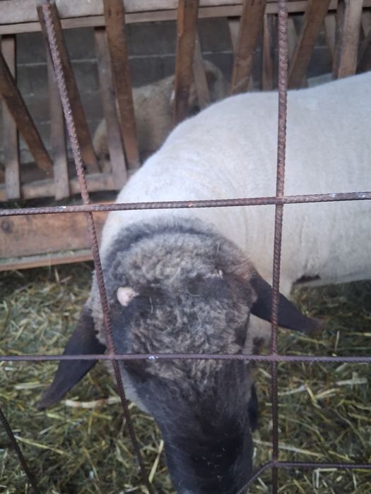 Berbec sulfok bun de monta