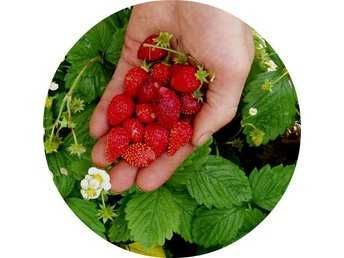 Горска ягода - Налични 3 вида