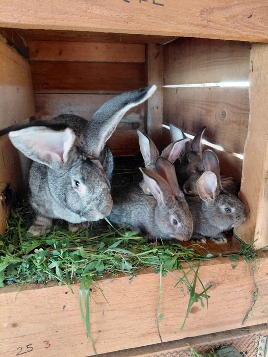 Iepuri Uriaș German -0771073798-