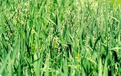 Seminte ovaz Lovrin 1 C1- sac 500 kg