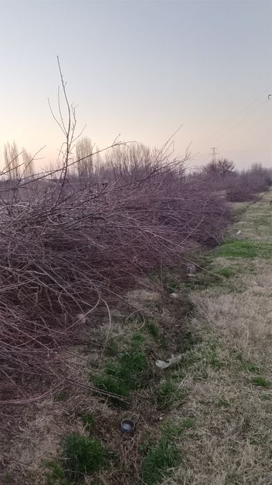 Shoh oʻtin bor olma daraxti shohlari