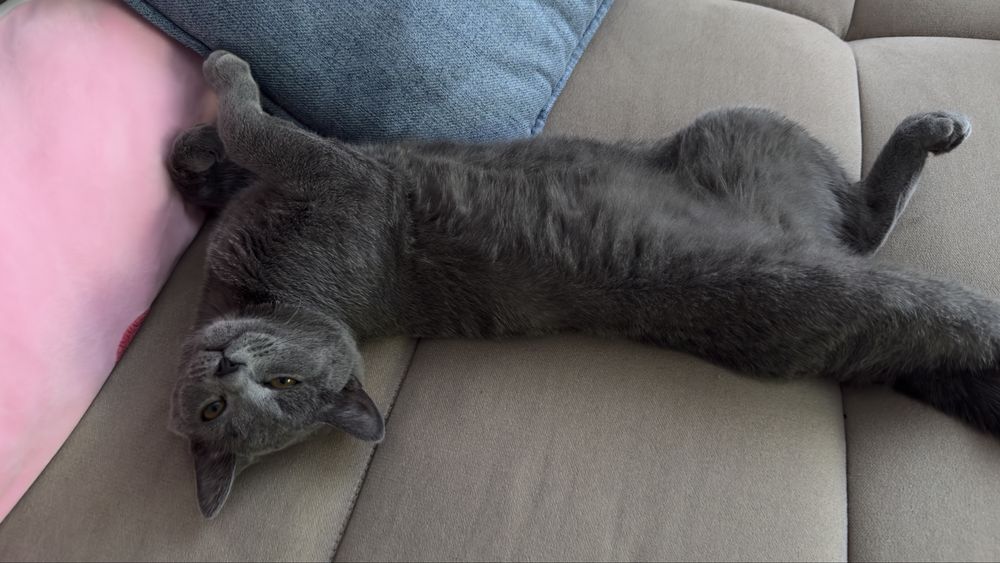Кот британский , мальчик
