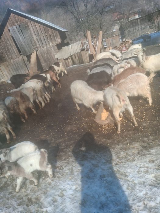 Vindem capre bune sunt o parte fătatate o parte trebuie să fete