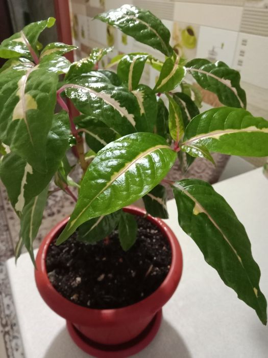 Граптофиллум расписной