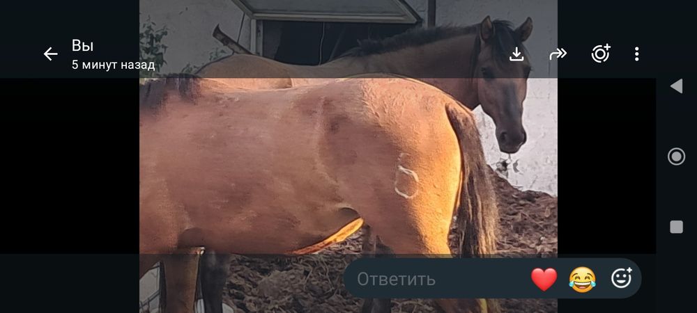 Мұғалжар жылқылар сатылады,құжаттары.