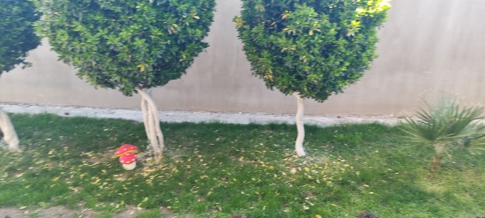 Евонимус-японика 2м.