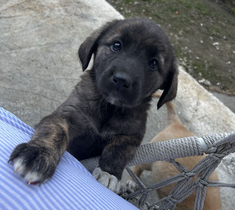 De donat. Vaccinurile fscutd