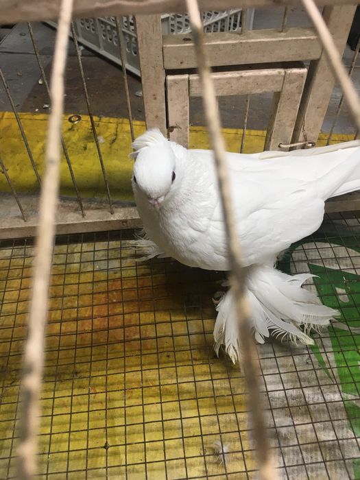 Белая самка молодая