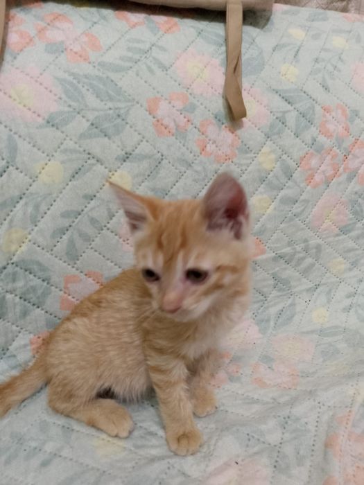 Отдам котенка в добрые руки