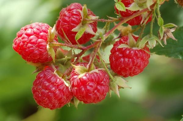 Mur Thornfree, Zmeur, Capsuni Albion , Fragi, Smochin, Agris, Albizia