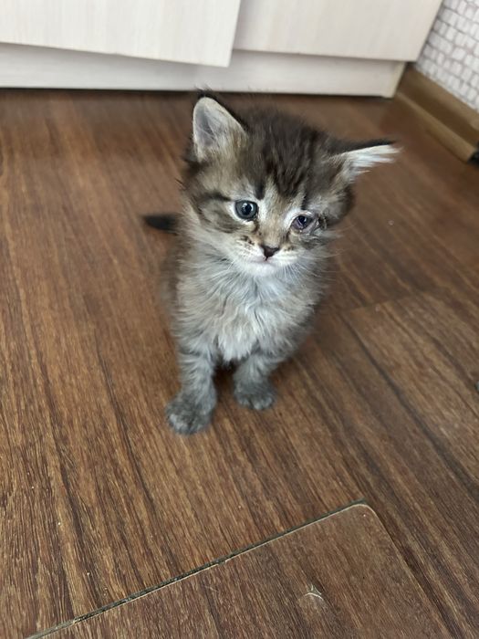 Котята бесплатно