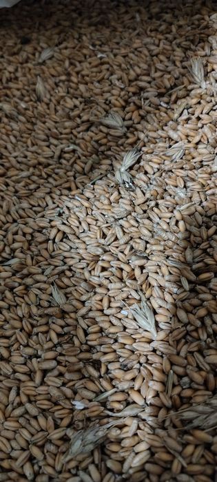 Orz triticale vânzare