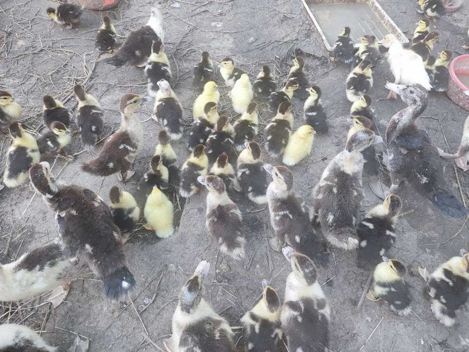 Продам молодых индоуток. Индоутята. Индоутки