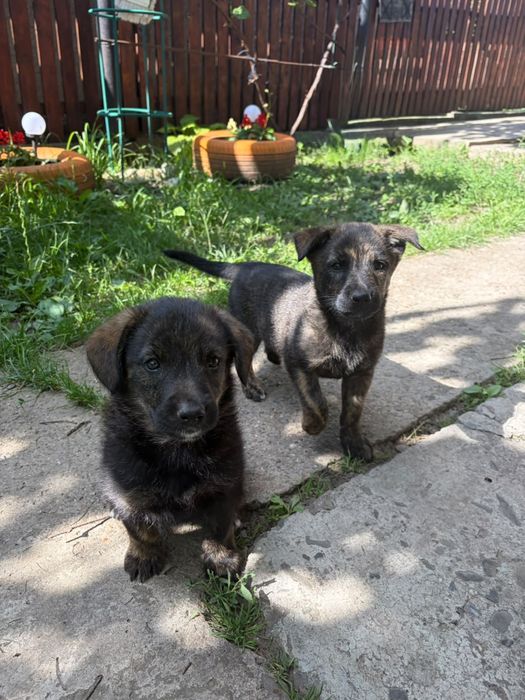 Dau căței spre adopție în județul Iași