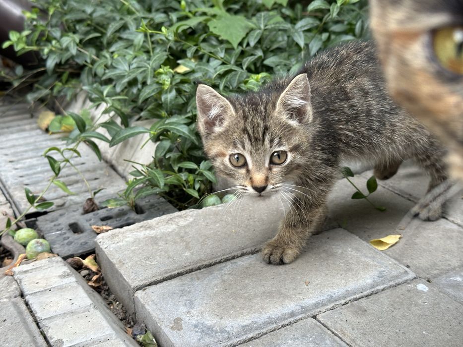 Отдам котят (3) в добрые руки