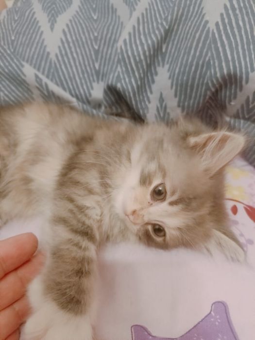 Котёнок бесплатно
