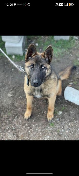 Бельгийская овчарка