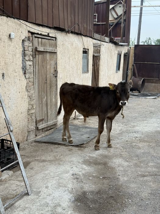 Продам Бычка Породистый