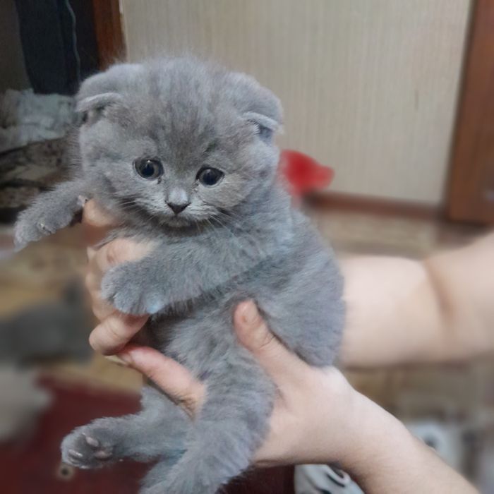 Sotiladi skotish fold