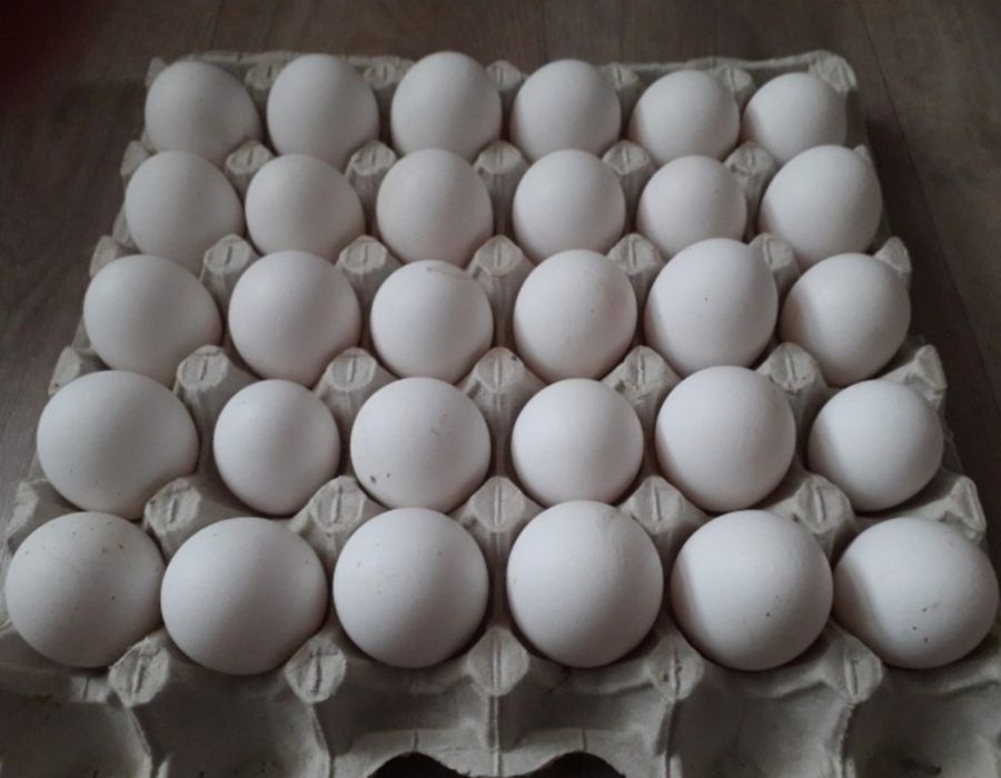 Инкубационные яйца