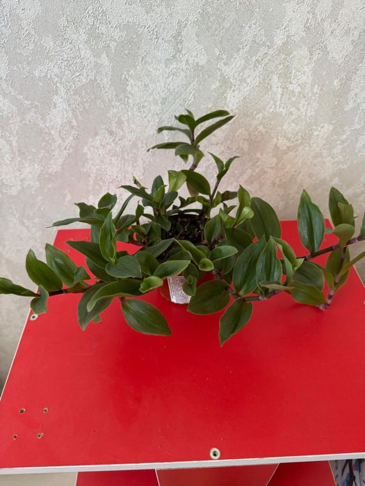 Продам.Цветы Традесканция,Колеусы